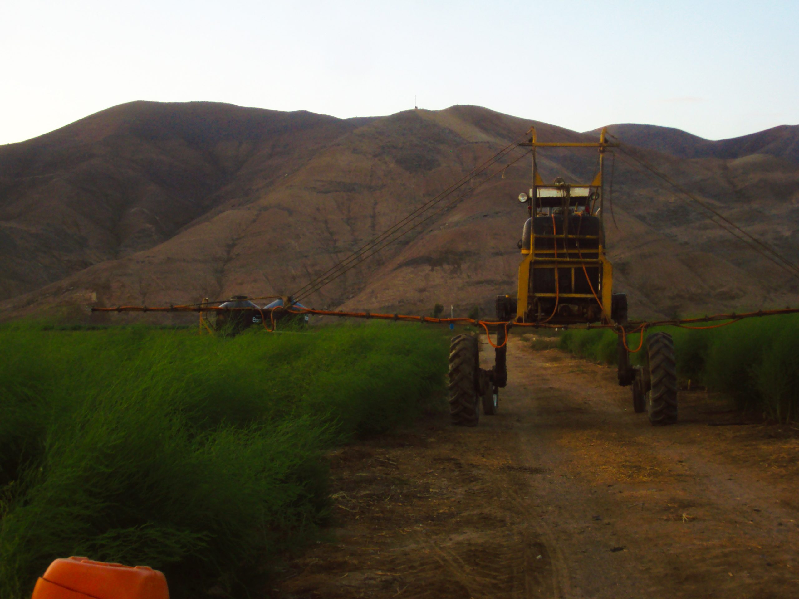 Consultoría Agronómica e Investigación manejo de esparrago MIP