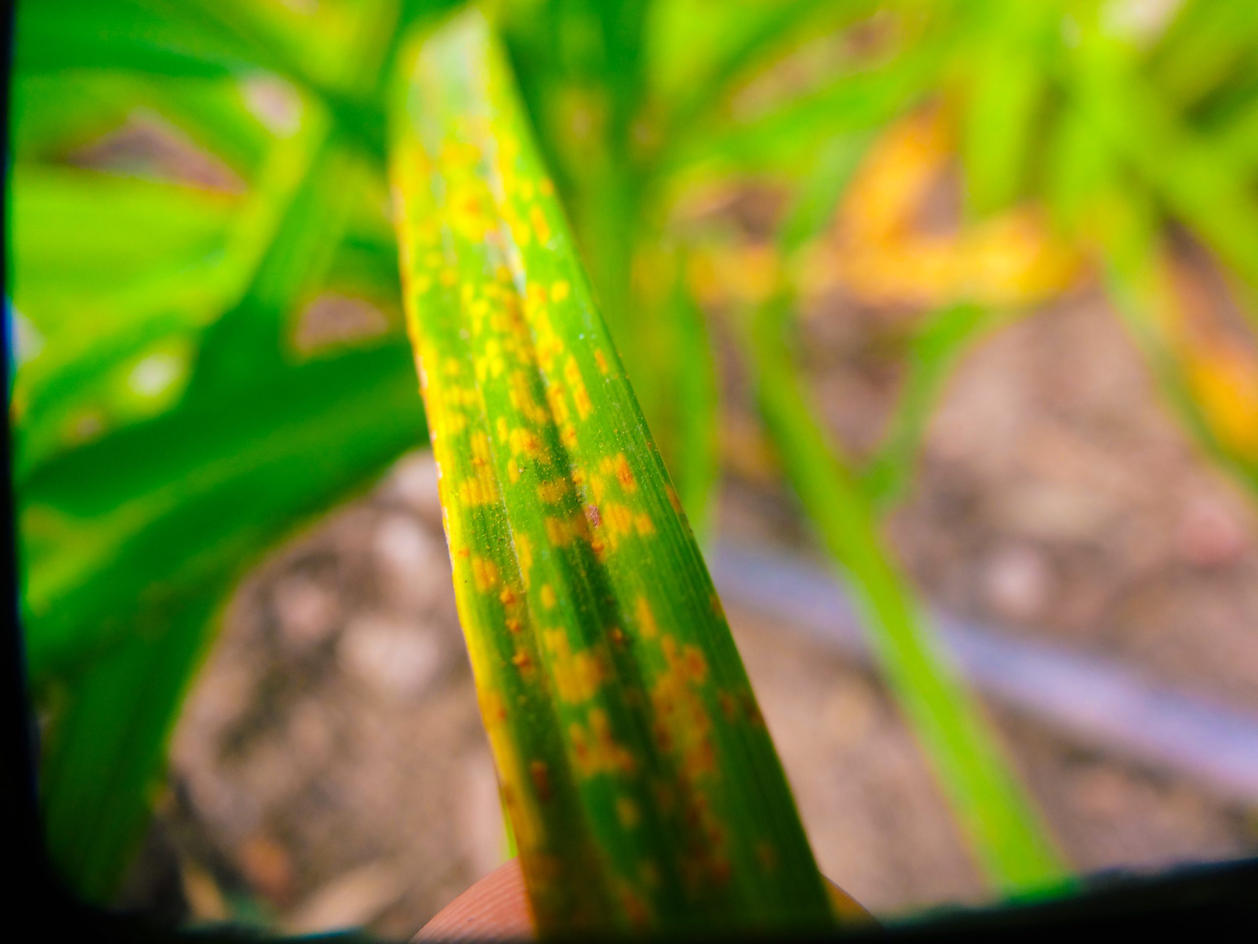 Análisis de enfermedades en plantas