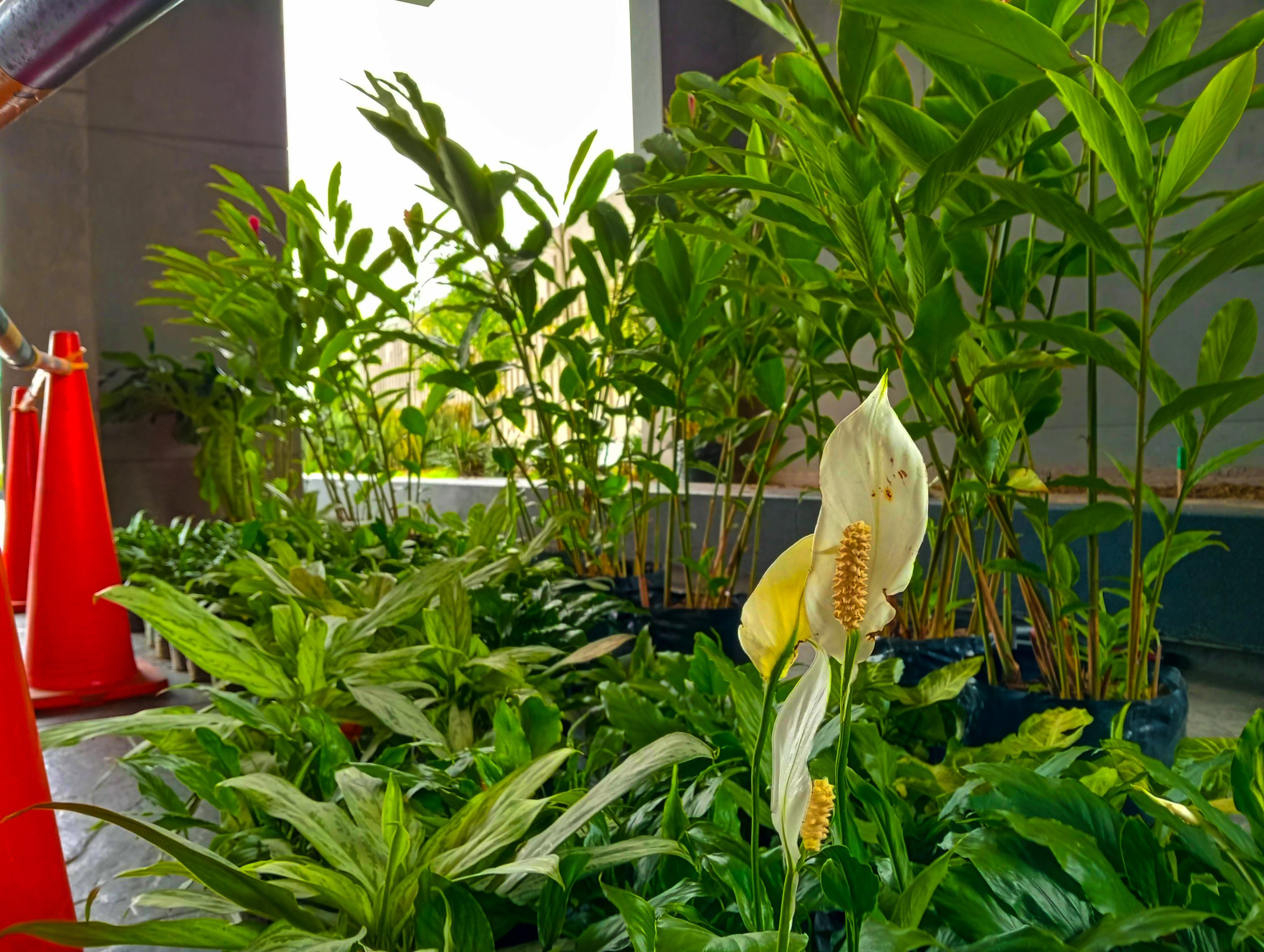 Vegetación para siembra de proyecto de interior